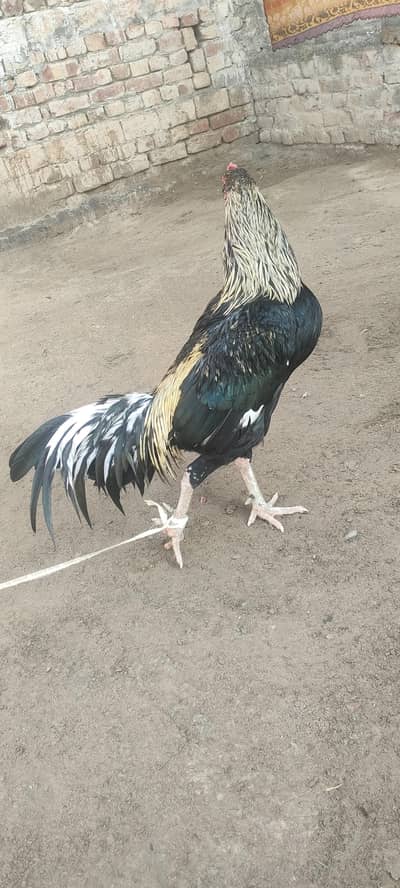 black jawa Aseel murga