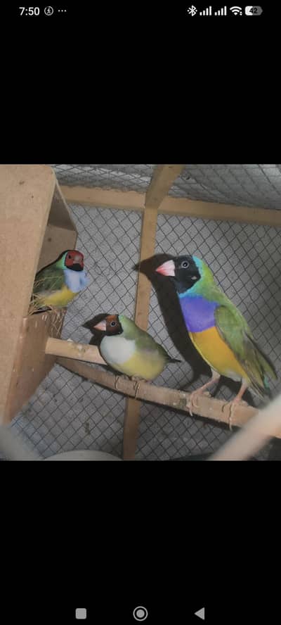 Gouldian finches