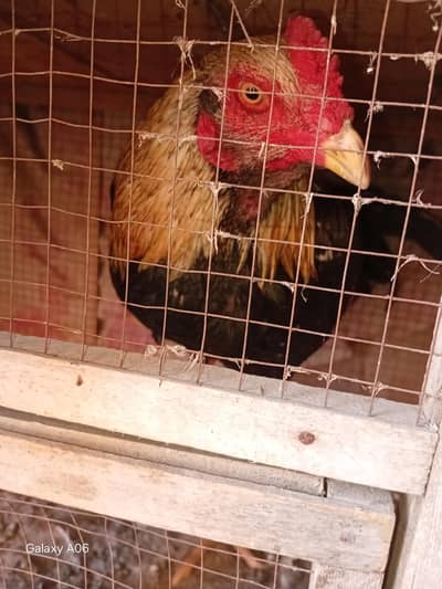 aseel murgha for sale