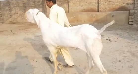 Rajan pur gulabi Bakra for sale. 03298995343