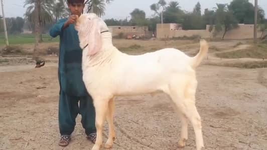 gulabi Bakra for Sale Call 03405796364