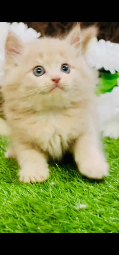 Quality Persian Punch face cat & kitten is03062848895Whatsapp