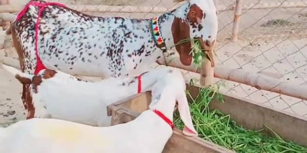 desi Bakri for Sale Call 03405796364