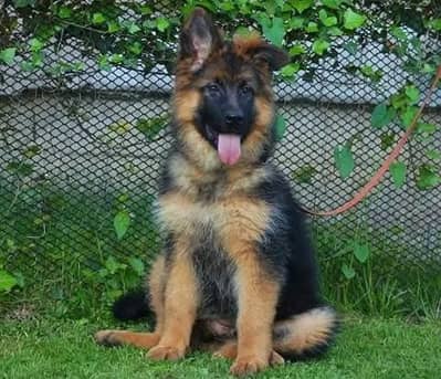 German shepherd dogs/ puppies long coat 03316360929 to WhatsApp