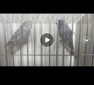 Black Face Pathey Pair For Sale