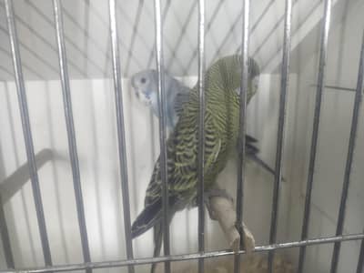 Black Face Pathey Pair For Sale