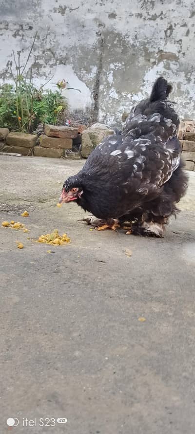 black and white heavy buff female available for sale
