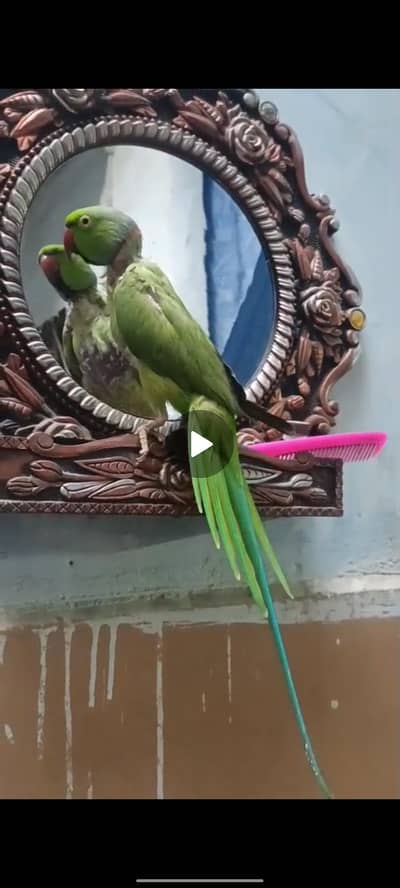 Ringneck Male bhut piyra he