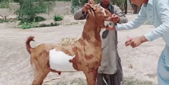 desi Bakra for Sale Call 03405796364
