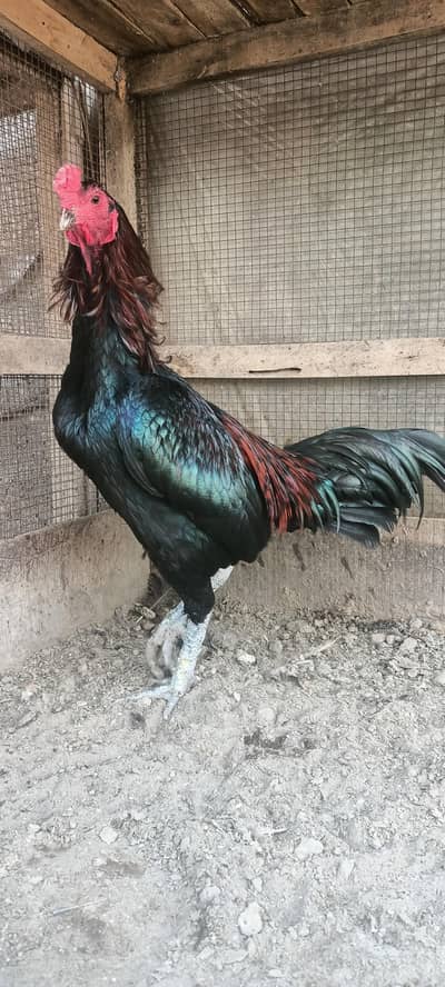 Thai rooster