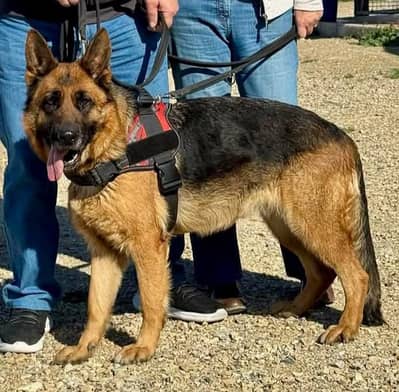 Male available for cross/stud