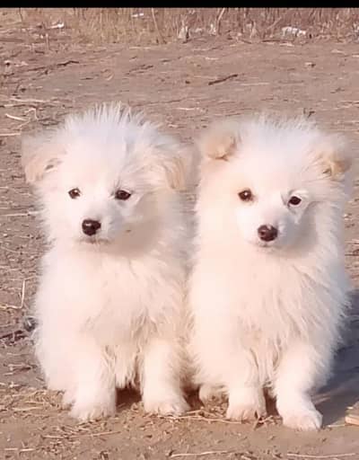 Russian Dog pair age 75 Din for sale