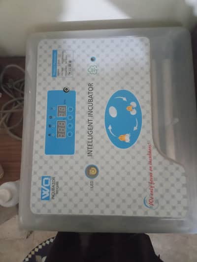 Ayam cemani grey tongue one incubatar