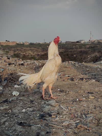 aseel heera mianwali aseel