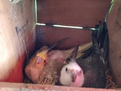 breeder pair for sale