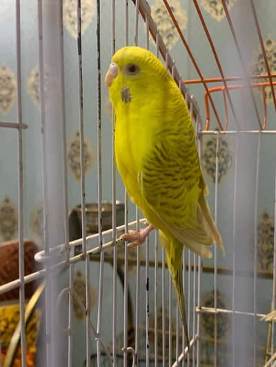 Breeder Fellow female (0320/43/43/502)