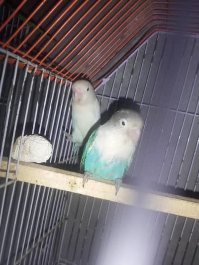 albino black eye male blue Fisher female with foster chicks