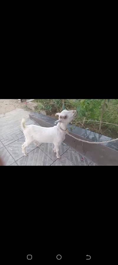 teda 3month for sell wtsb nmbar 03102639551