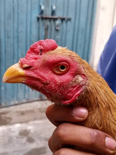 indian breed and dragon cross