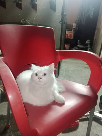 Percian cat for sale