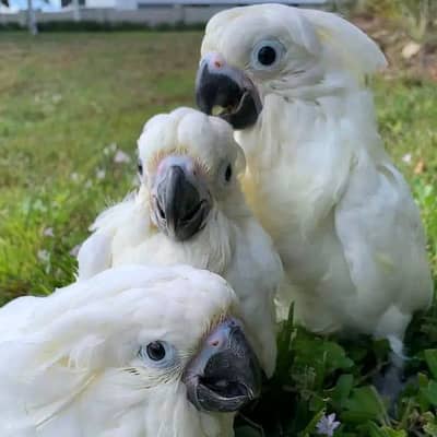 umbrella cockatoo chicks for sale (03326552679)
