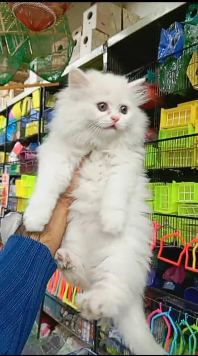 Quality Persian Punch face cat & kitten is03062848895Whatsapp