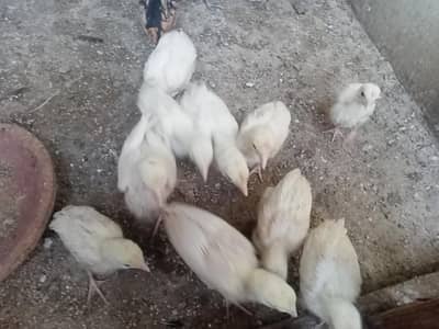 Heera/ Paper White/ Aseel/ Chicks/ Hera