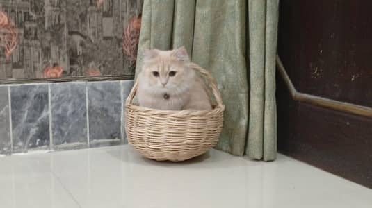 Friendly domestic Cats - Home Raised and Healthy