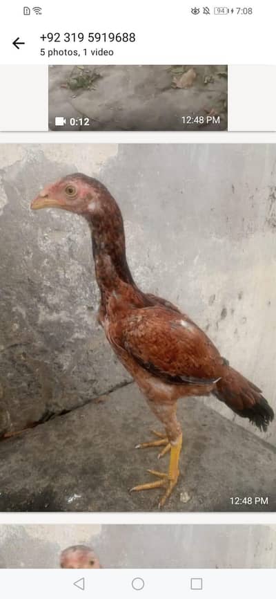 ASEEL MIAWALI PATHA AND DESI FEMALES FOR SALE!!