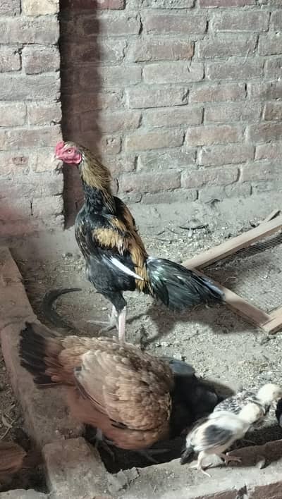 Jawa Aseel murgha set up