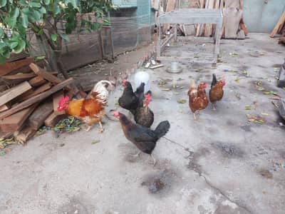 pure desi golden misri egg laying hens murgy murgia