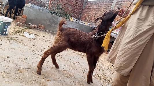 bakra for sale 03064860395