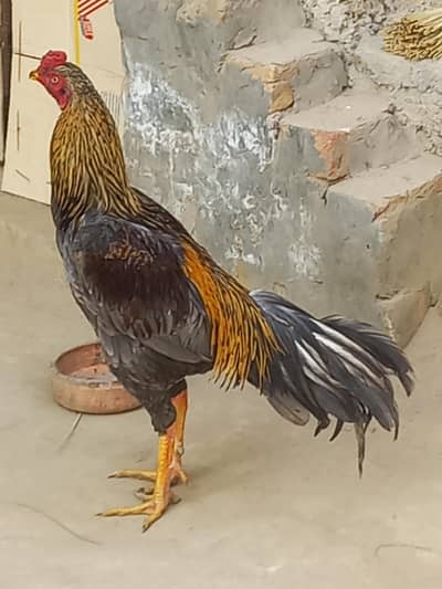 All are active and healthy