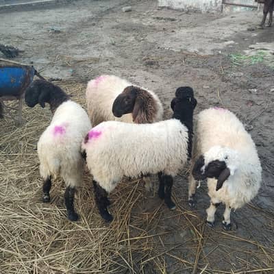 6 Male sheep village mehlowala near more eminabad Gujranwala 031876945