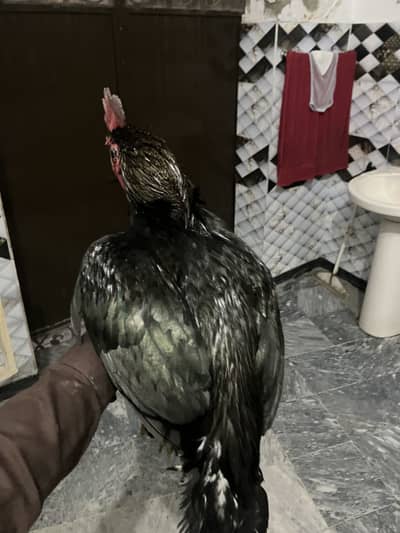 Bengum 2200,2300 grm murga hai