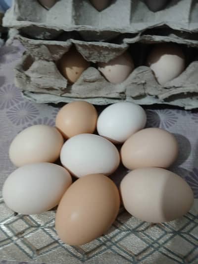 Fresh desi eggs  available.