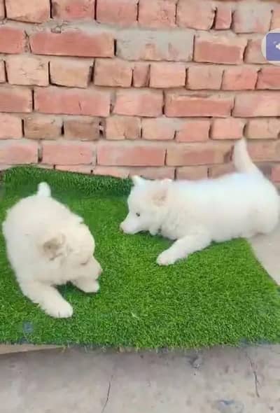 Russian popy Dog urgent for sale0314/1372/694 WhatsApp