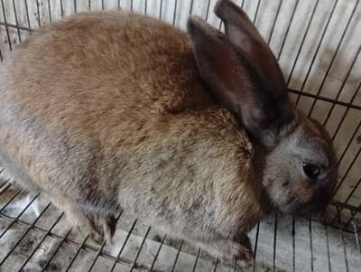 rabbit, adult,baby ,breeders