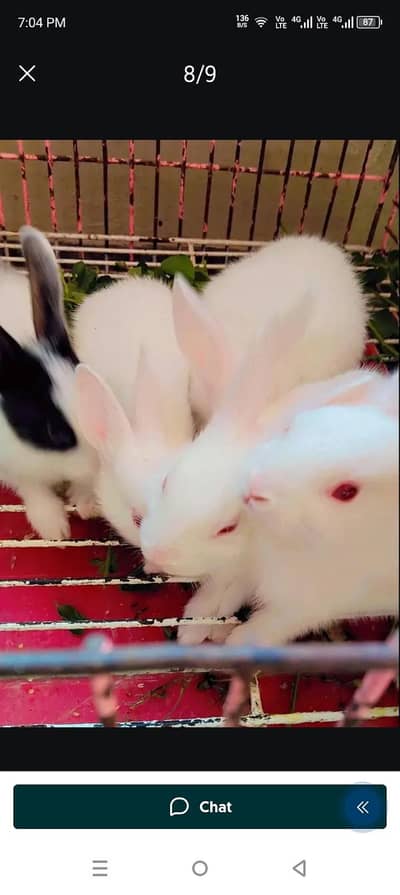 rabbit, adult,baby ,breeders,wild , new Zealand ,angora,ish,red eye ,