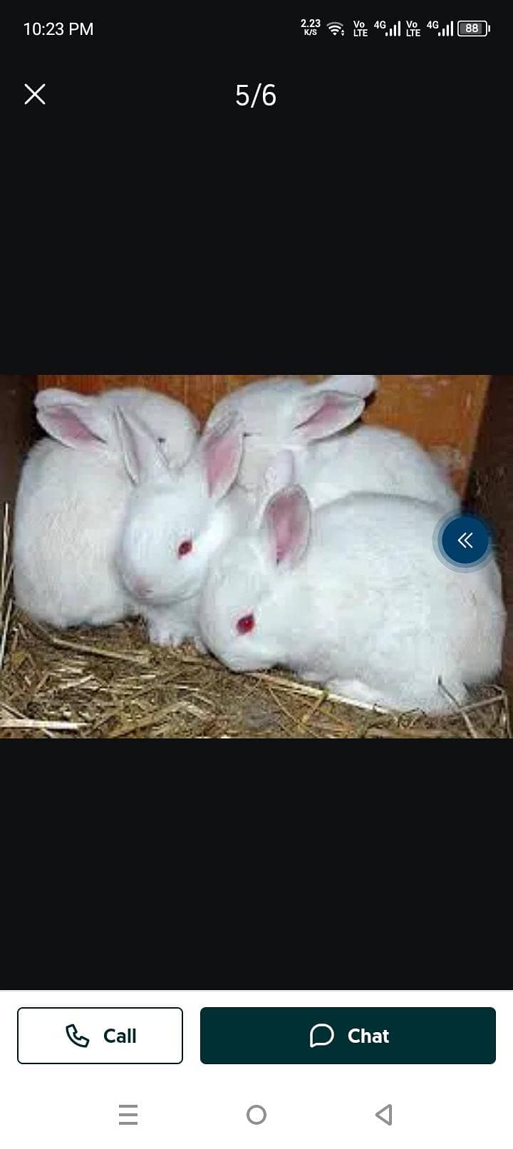 rabbit, adult,baby ,breeders,wild , new Zealand ,angora,ish,red eye ...