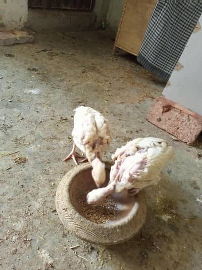 Heera Aseel  2 MALE   CHICKS ( 03204661930 )