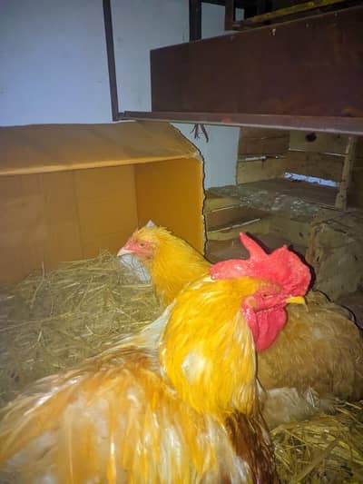 golden Buff barahma paire for sale egg avaliable ya paire eggs data ha