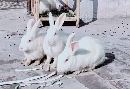 Red eyes Newzelan White 100 %pregnant female.