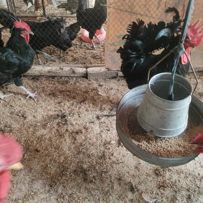 Australorp Rooster/Patha/Murgha