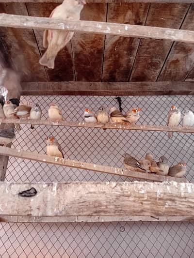 15 pair zebra finch mutation and comon