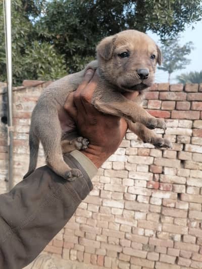 pure bagiyari male puppy