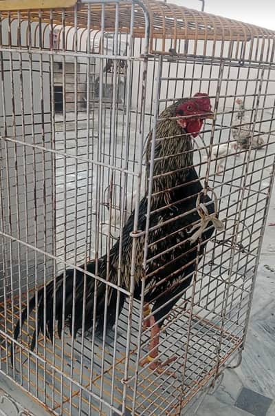 Aseel Mianwali Bengum cross