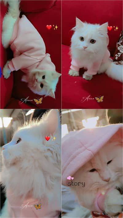 Fluffy White Persian Female Cat for Sale