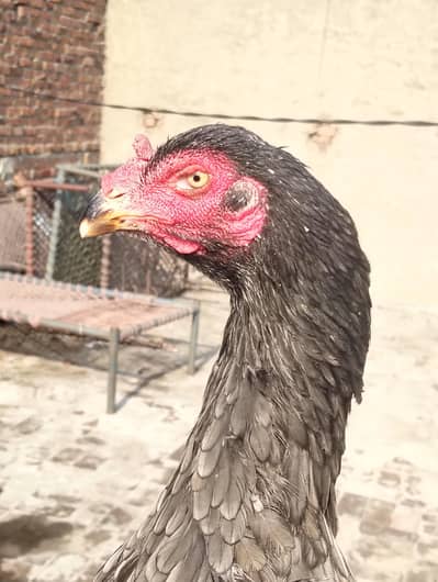 asel murgi shamo cros