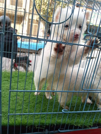 Russian puppies triple coats